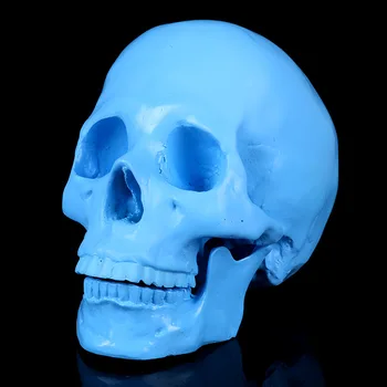 Модель синего черепа модель человеческого скелета Маникюрная модель Черепа подарок на Хэллоуин
